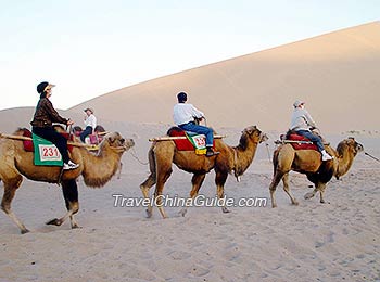 Camel Team of Tourists on the Silk Road